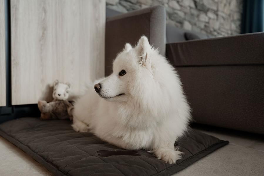PETS